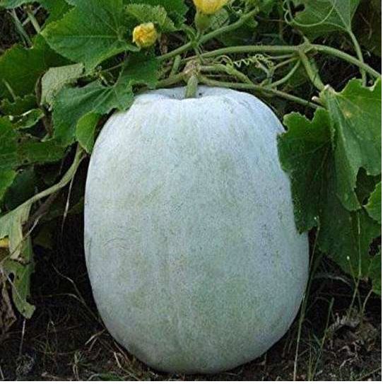 Ash gourd