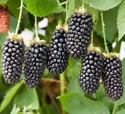 Blackberry