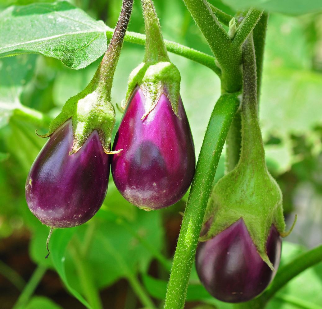 Brinjal