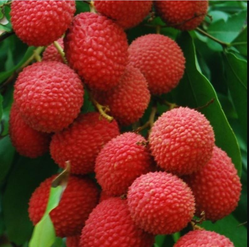 Litchi