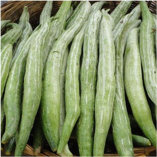 Snake gourd