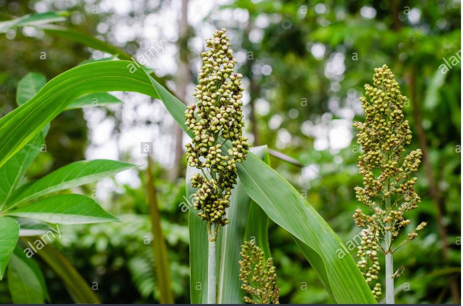 Sorghum