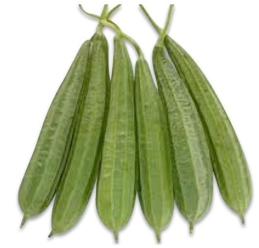 Sponge gourd