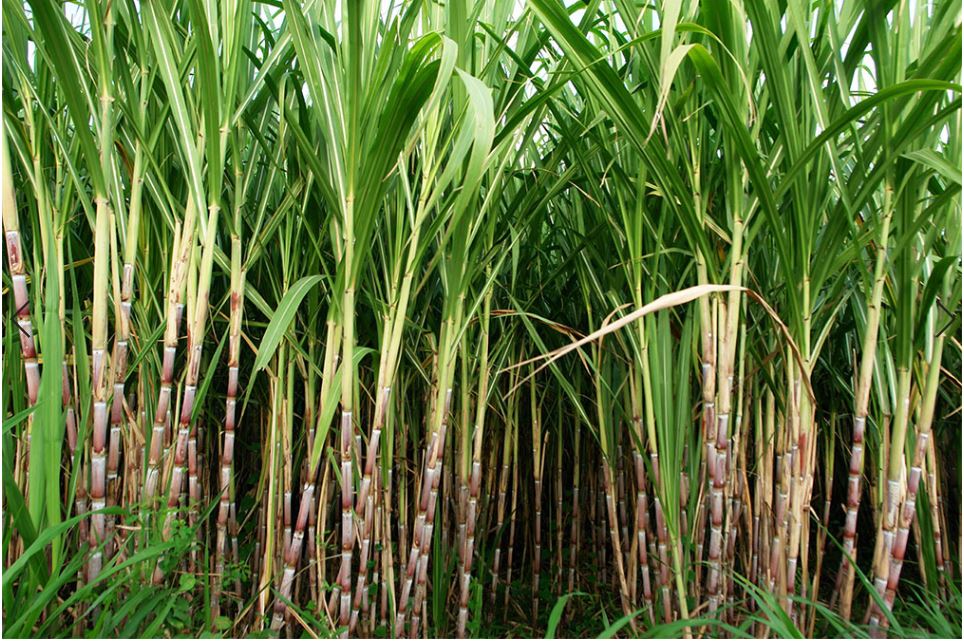 Sugar cane 