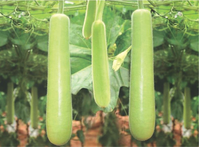 Bottle Gourd