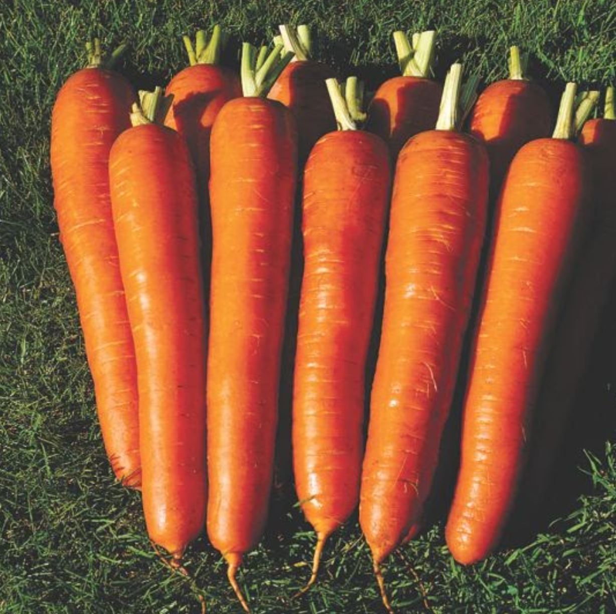 Carrot