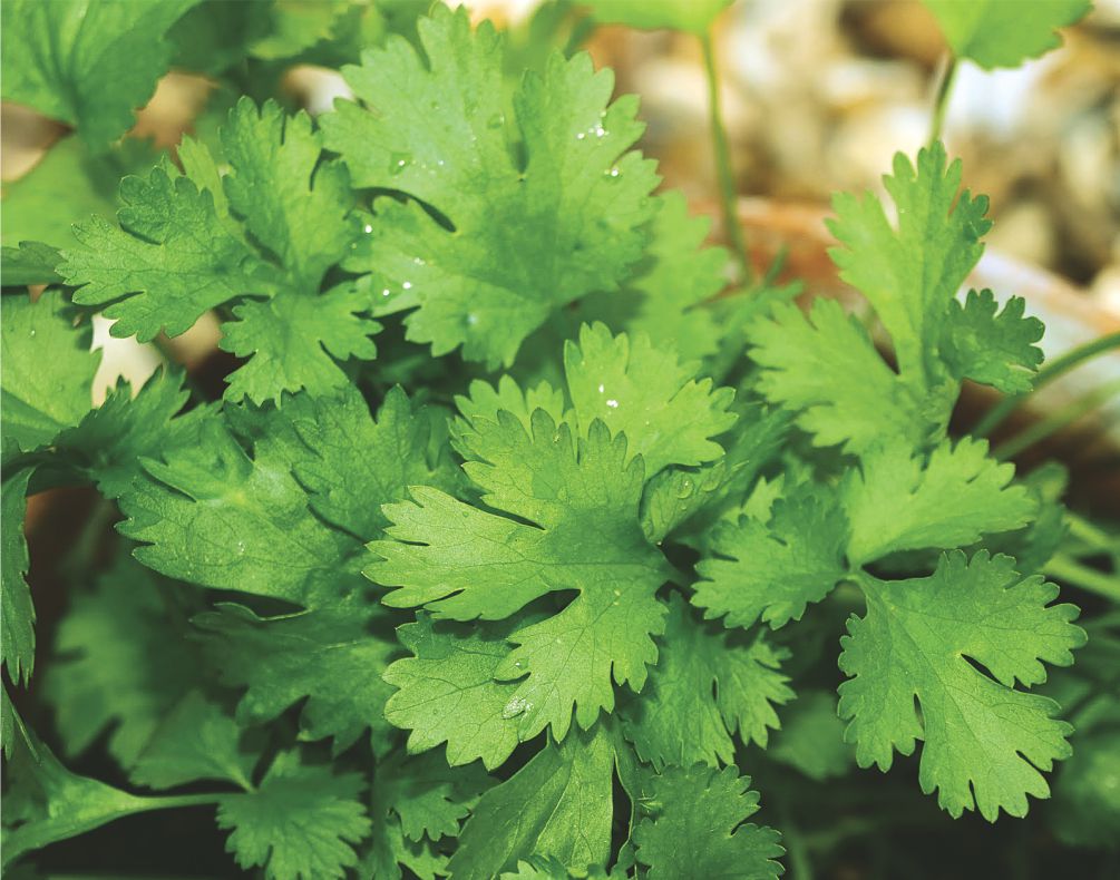 Coriander