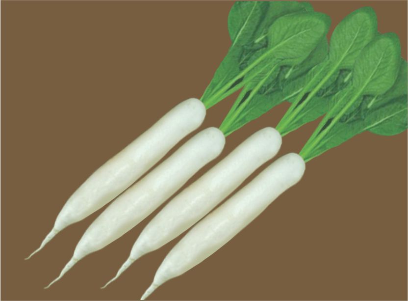 Radish