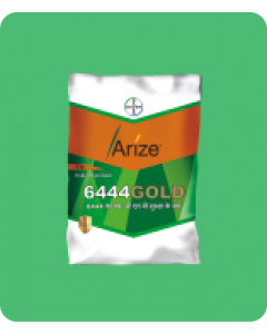 Arize 6444 Gold