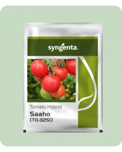 SAAHO TOMATO [TO-3251]