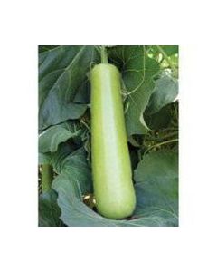 NS 439 BOTTLE GOURD